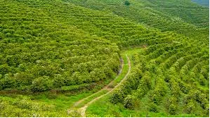 A Coffee Plantation Walk